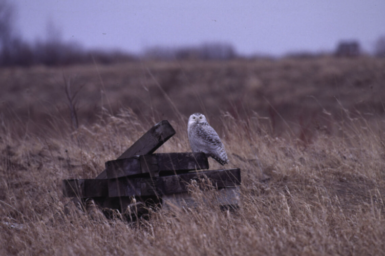 Environmental experts worry federal changes may harm Michigan wildlife